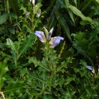 Acanthus ilicifolius L.